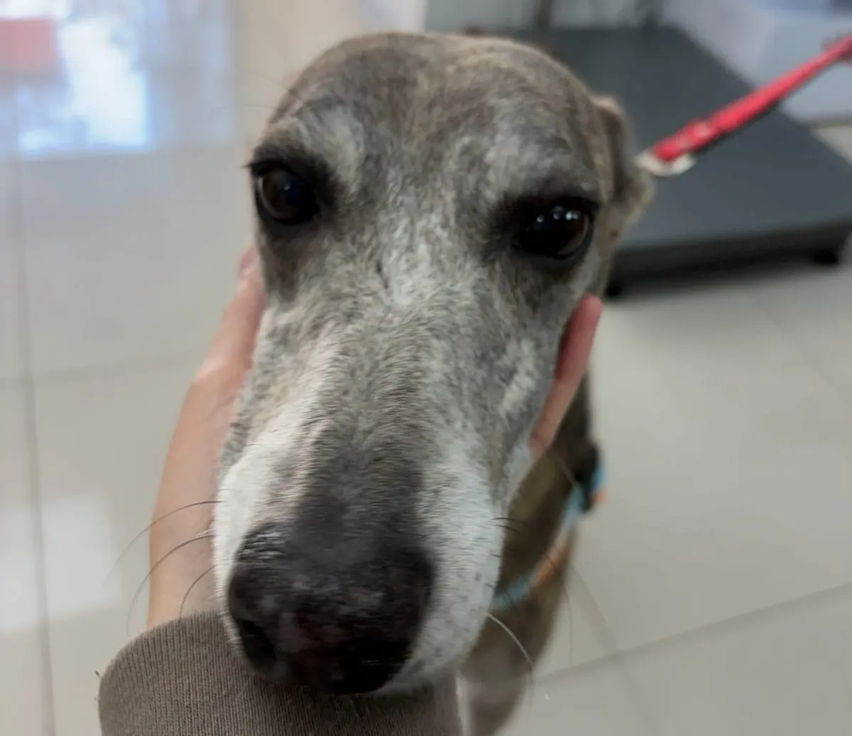 Niña, galga gris, primer plano de rostro, manos de una persona sosteniéndola suavemente por los lados.