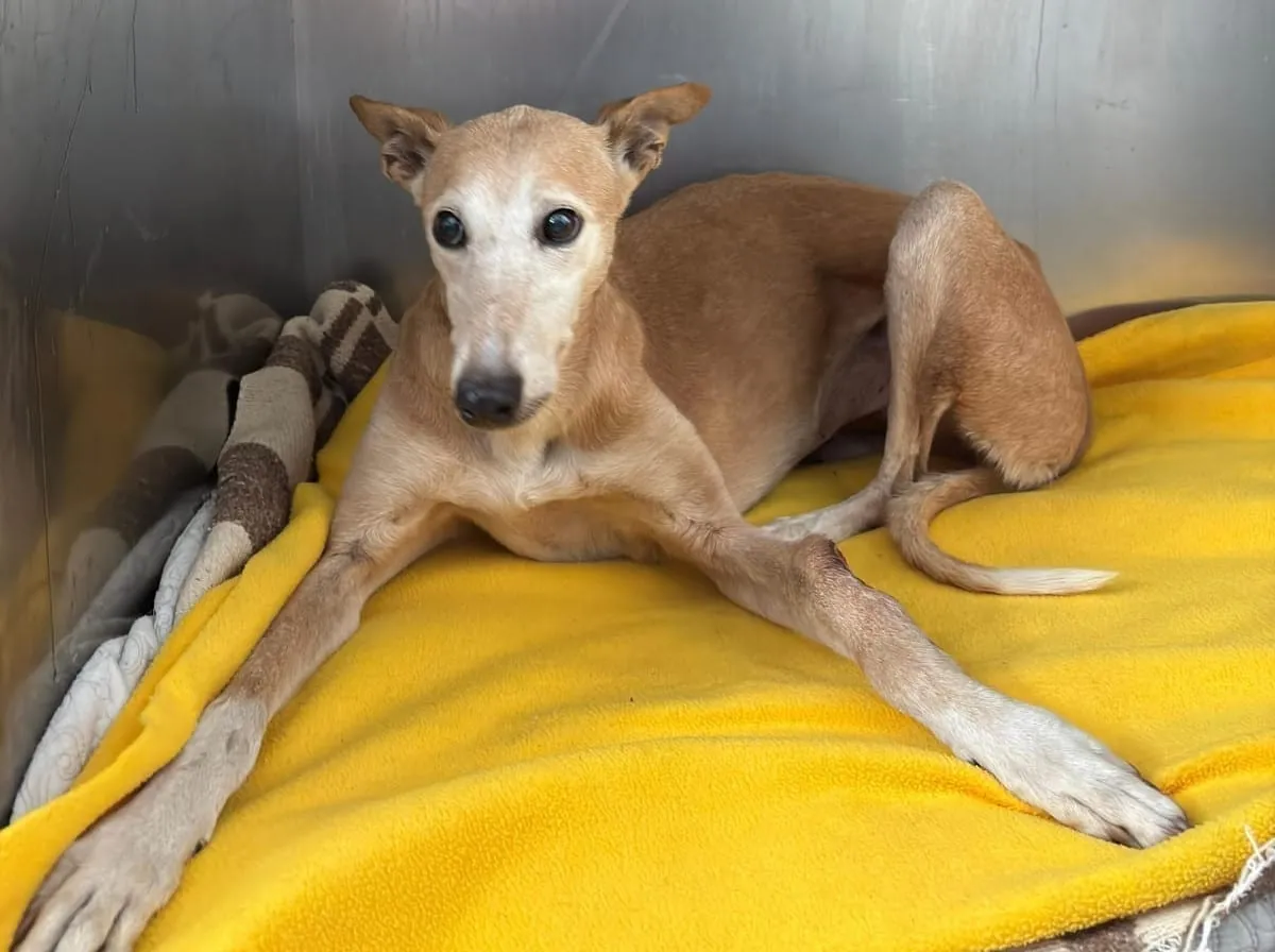 Olga, galga rubia, acostada sobre una manta amarilla en un rincón metálico.