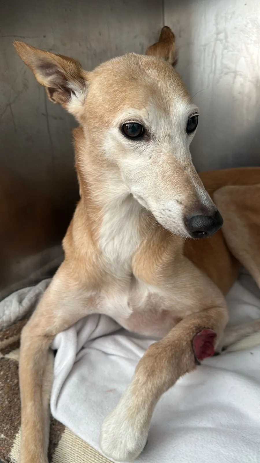 Olga, galga rubia, acostada sobre una manta blanca, mirando a cámara.