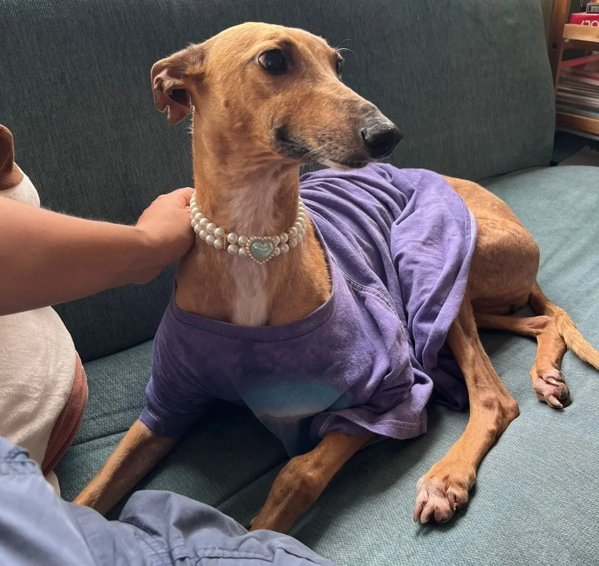 Parmesana, galga canela, con polera violeta y collar de perlas, acostada en un sillón.