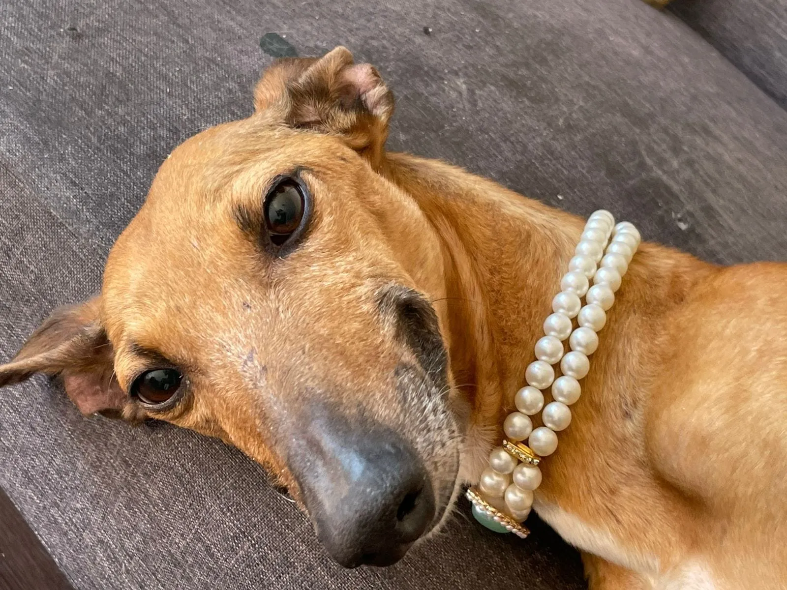 Parmesana, galga canela, con collar de perlas, recostada sobre un sillón gris.