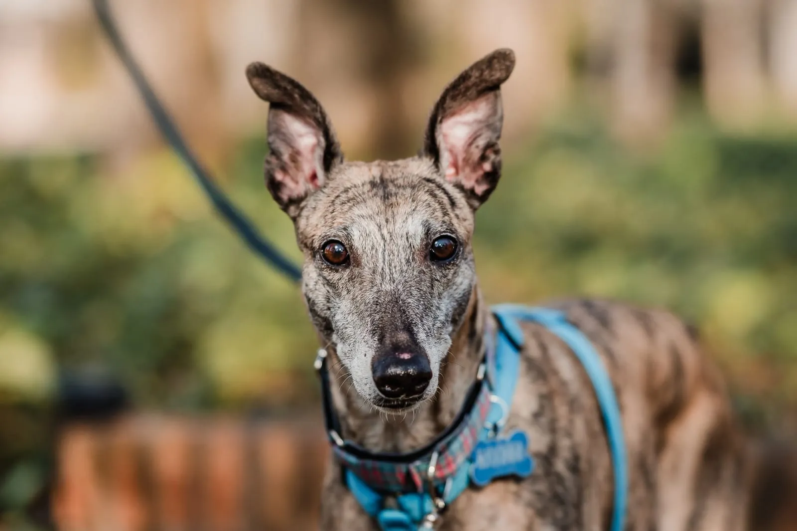 Praga, galga atigrada, con arnés azul, primer plano de rostro al aire libre.