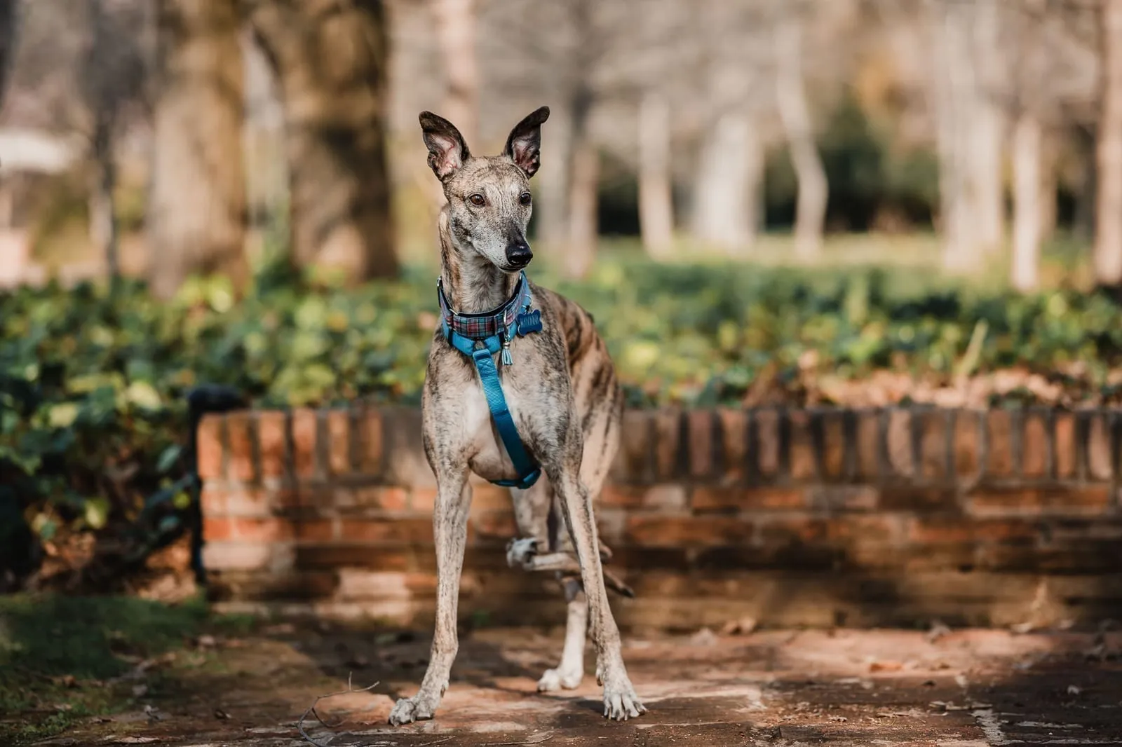 Praga, una galga rescatada por Brigada Galgos, descansando en un sillón