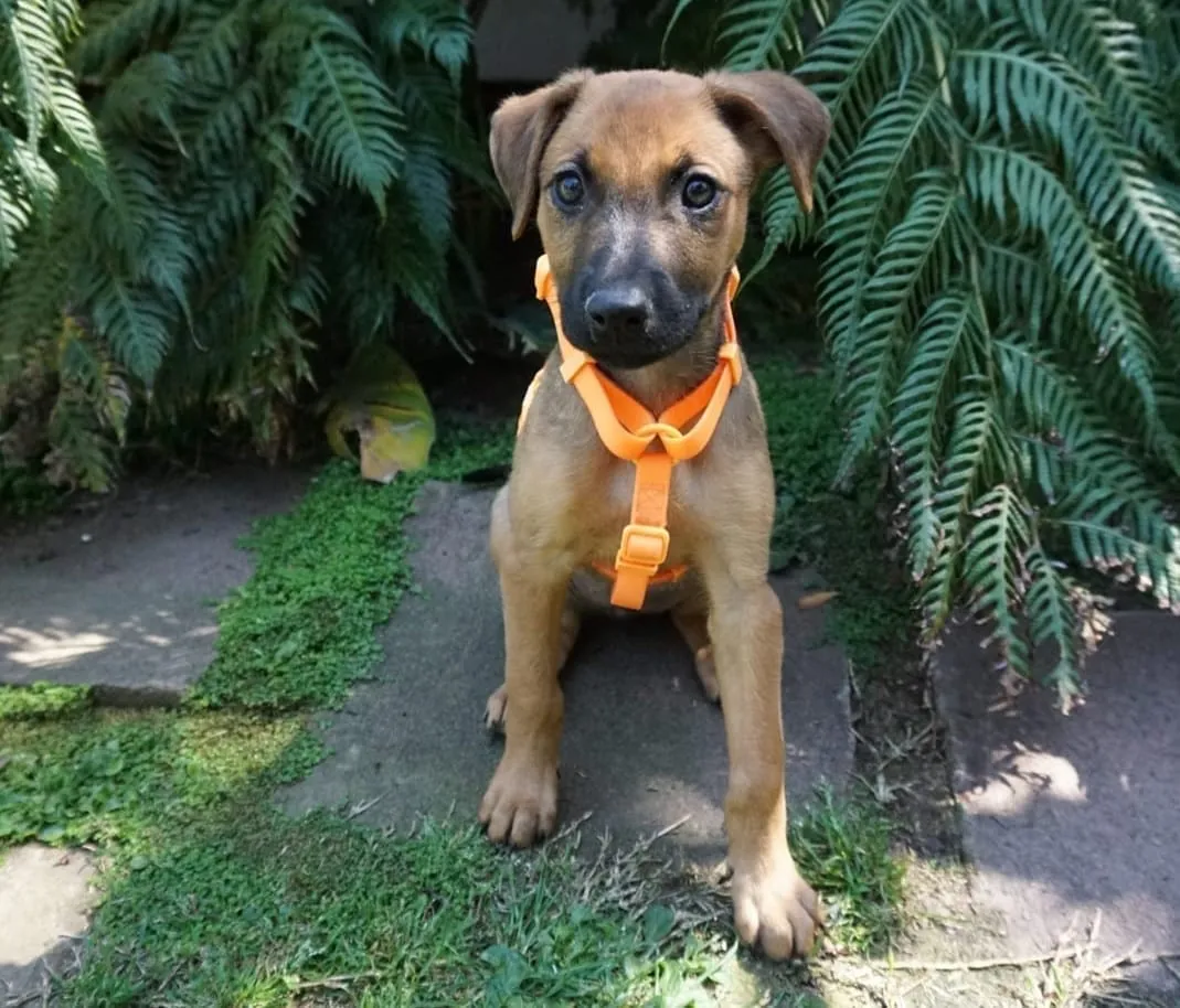 Sofía Canela, cachorra de pelaje canela con arnés naranja, sentada sobre un camino de piedra con helechos.