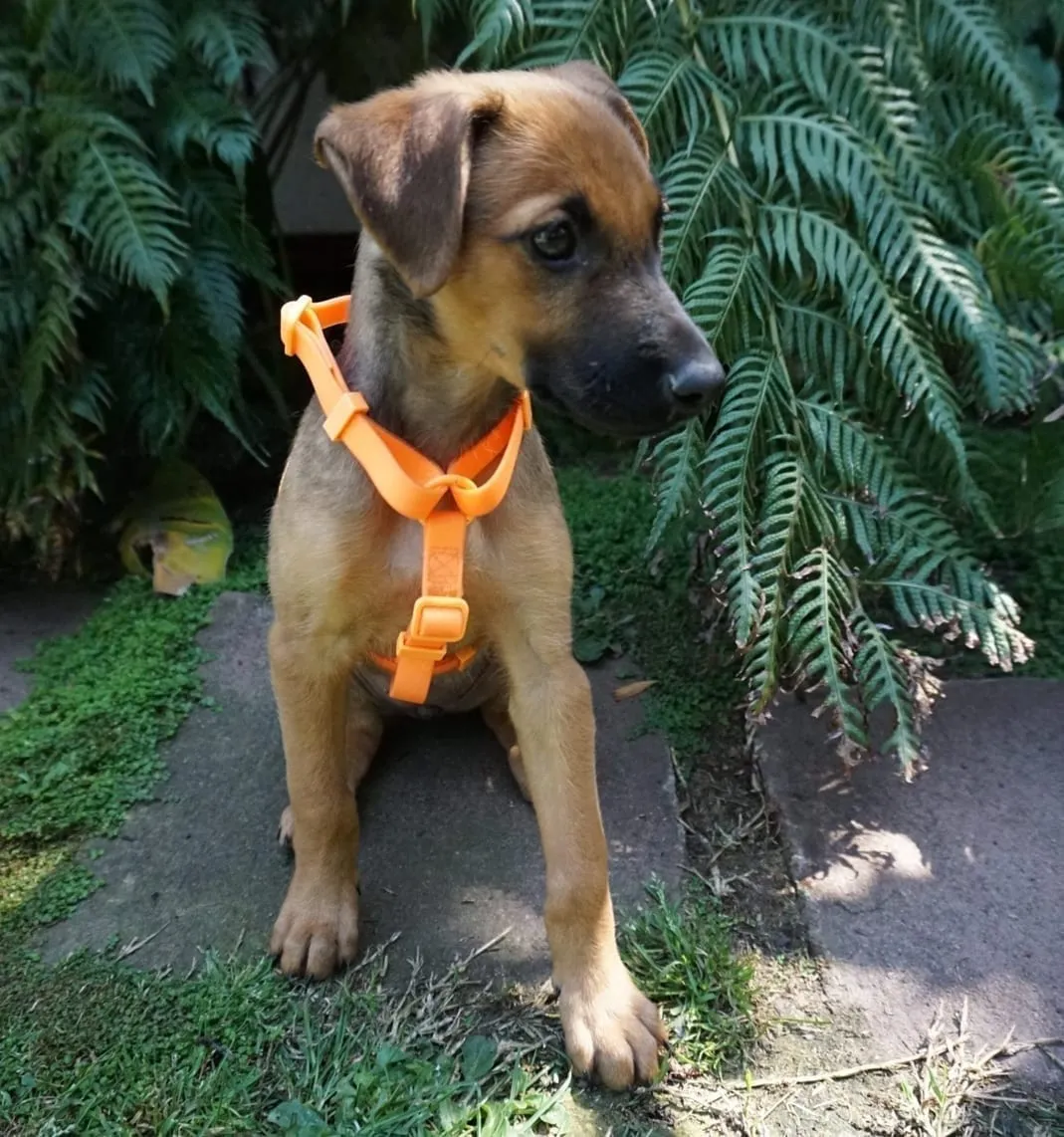 Sofía Canela, cachorra de pelaje canela con arnés naranja, sentada sobre un camino de piedra con helechos, mirando a un costado.