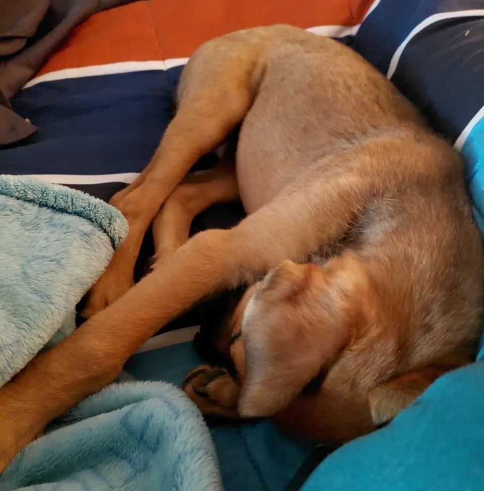 Sofía Canela, cachorra de pelaje canela, acurrucada dormida sobre mantas azules.