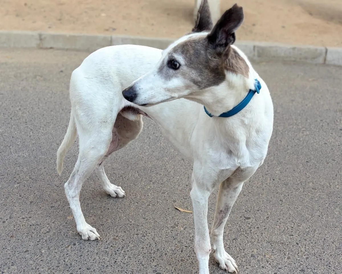 Turrón, galgo blanco y gris, de pie sobre pavimento mirando a un lado.